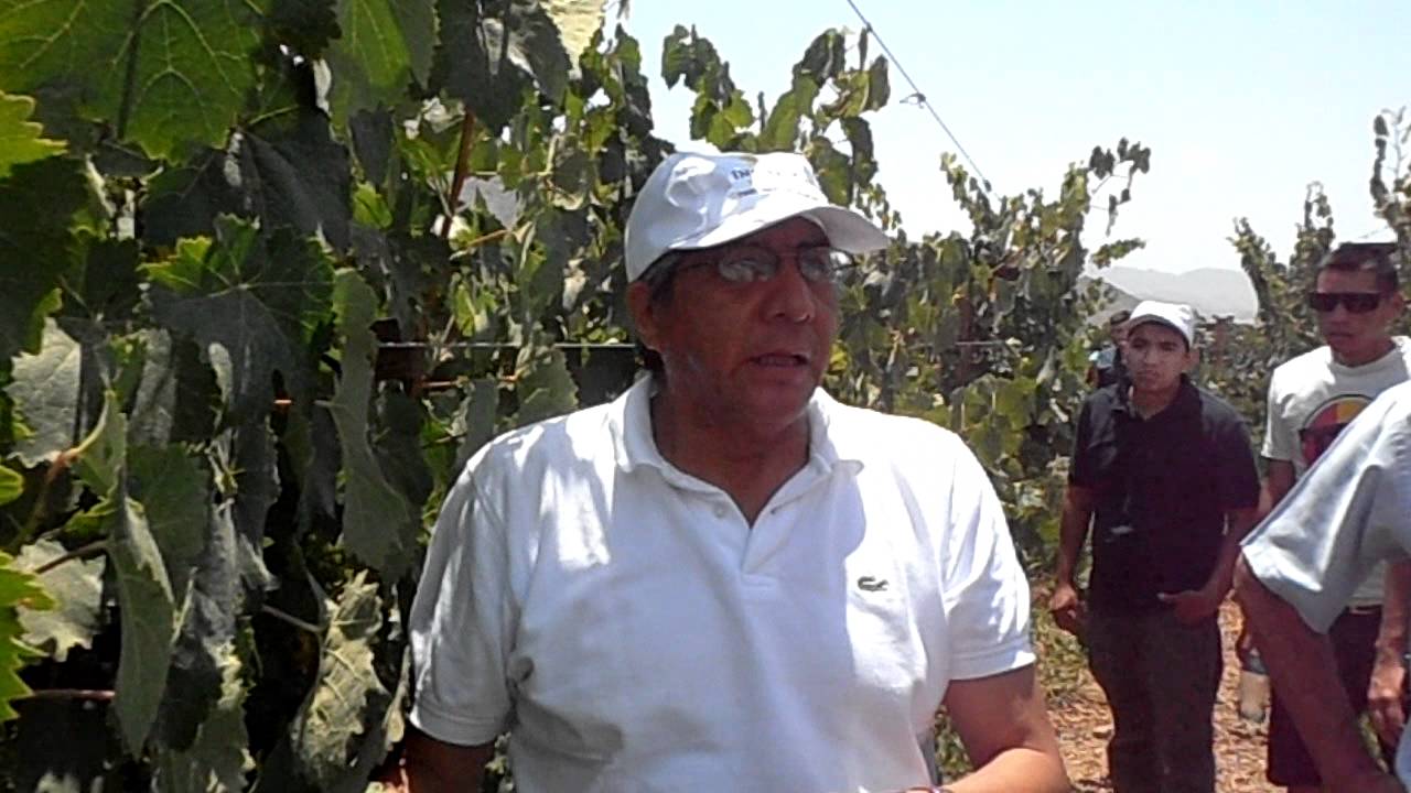 Pisco, La uva Quebranta. Visita de Campo Ica III, #Pisco La uva Quebranta ¿porqué se llama así?