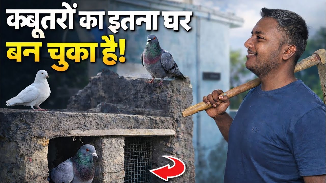 Aj bna kabootr ka ghar 🕊️🕊️🕊️🕊️🕊️🪶🐦