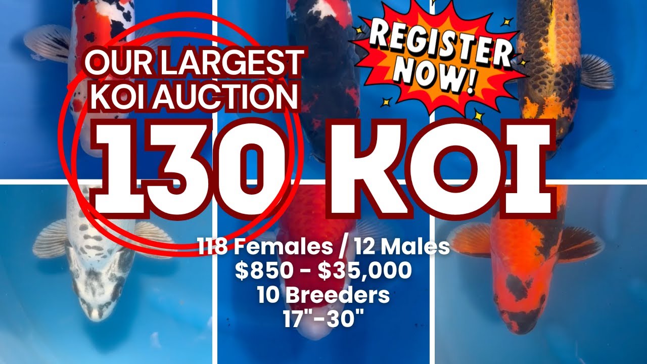 4.5 HOURS OF KOI INSANITY — OUR LARGEST AUCTION EVER!