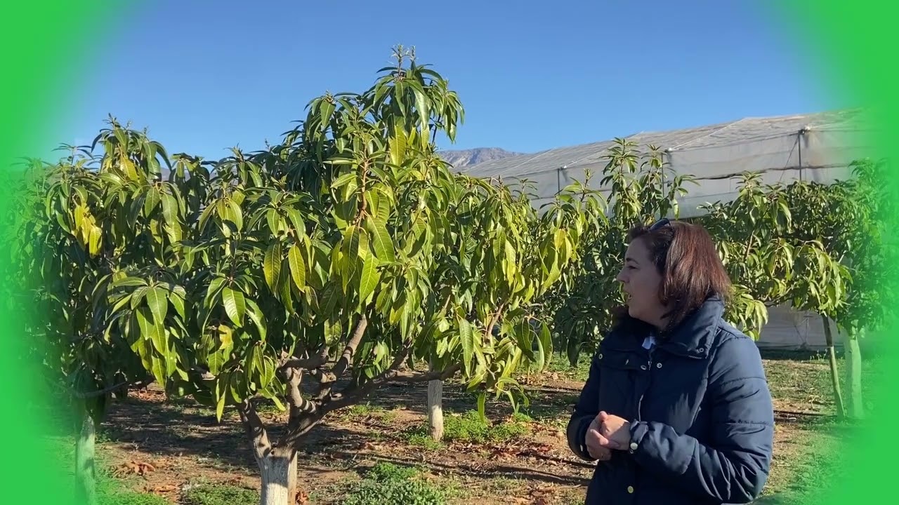 Gestión Integrada de Plagas en cultivo de mango. [Motril 19/12/2023]