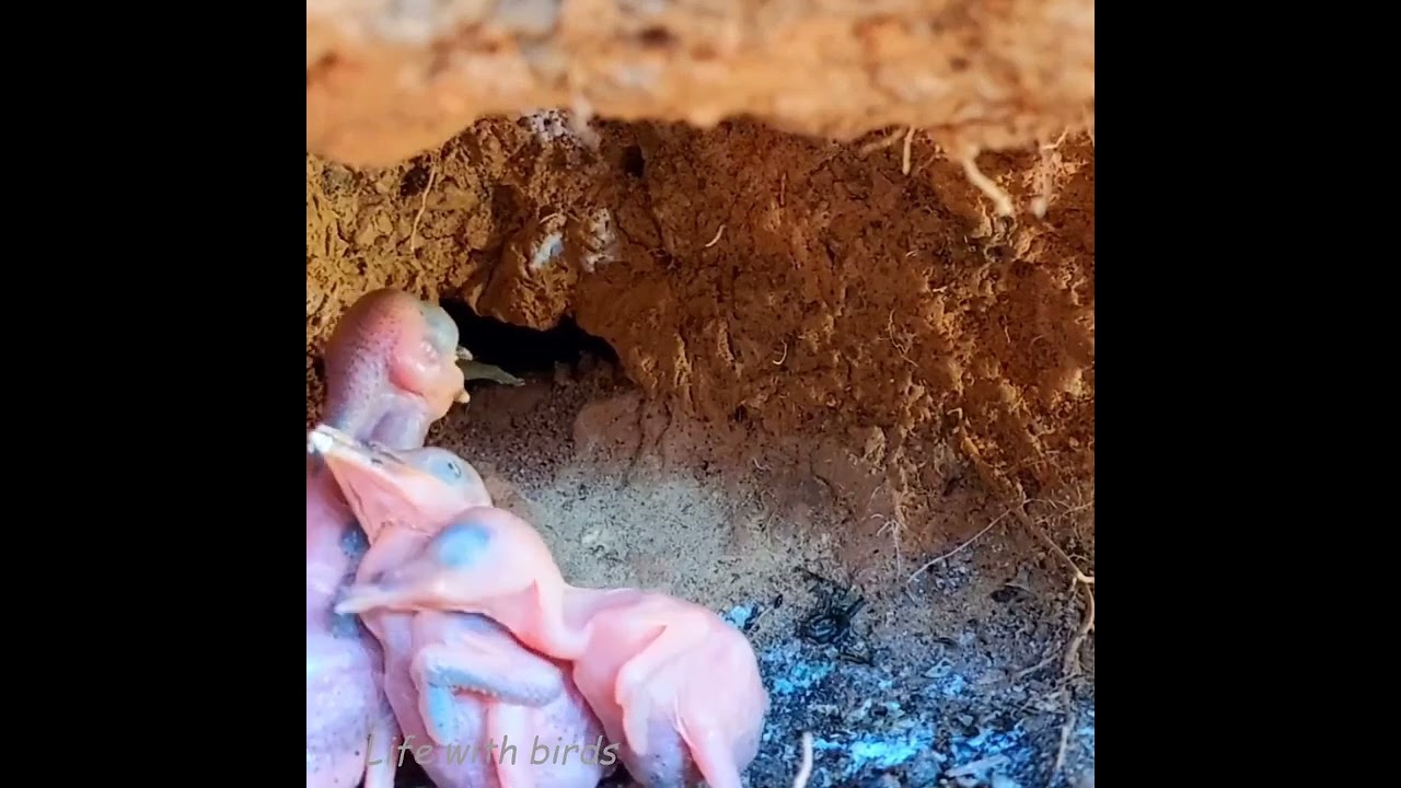 Anak burung belum ada bulu nya #birds #video