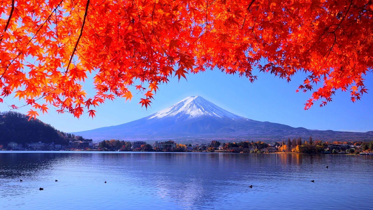 4K映像 絶景紅葉「富士山　富士河口湖紅葉まつり　産屋ヶ崎」autumn leaves japan 紅葉の名所 美しい四季 秋 山梨県南都留郡 富士河口湖町 11月中旬 絶景自然風景 8K撮影