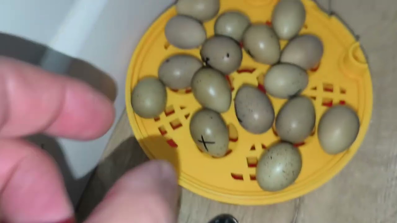 ÇİN BILDIRCINI YUMURTASI KULUÇKAYA YATIRDIM🐣🐥