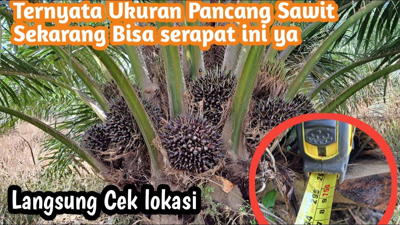Jarak Tanam Ideal untuk Sawit Pelepah Pendek dan panjang yang biasanya di Pakai petani Sawit