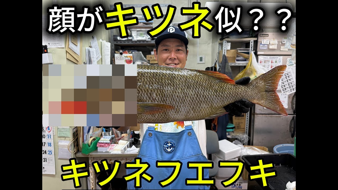 【個性的】顔がキツネ!? 沖縄が誇る変顔魚！