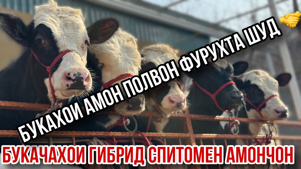 Фурухта шуд🤝 Фермаи Спитомен Амончон букаҳои парода успет кунед 1 февраля 2026 г.