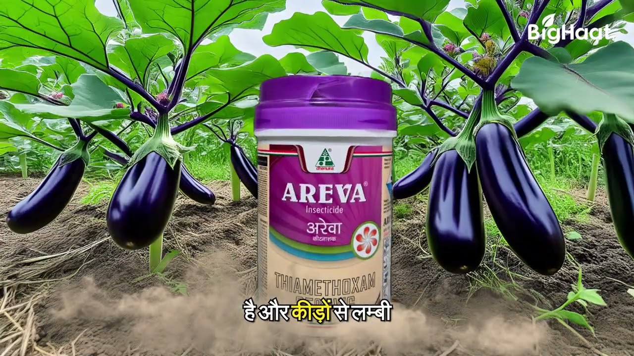 Best Insecticides for Sucking Pests | #BigHaat | #farming | #agriculture | #agriculture