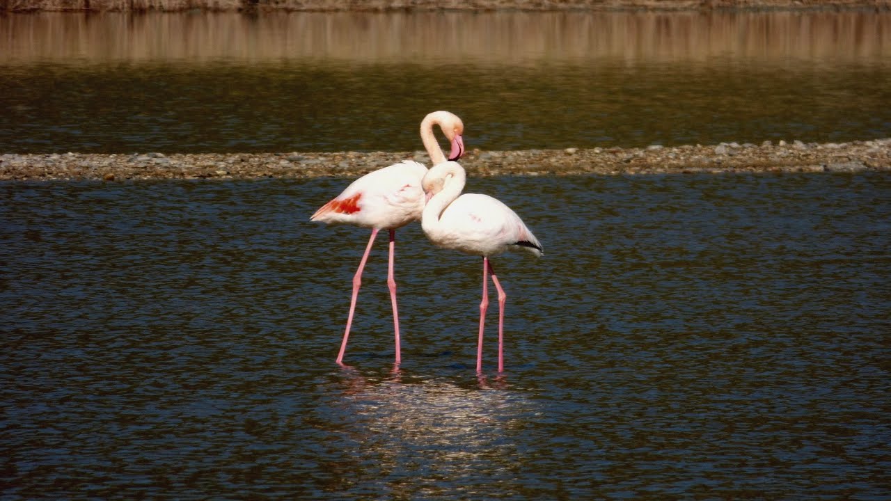 The Flamingos in Samos (with music - new version)
