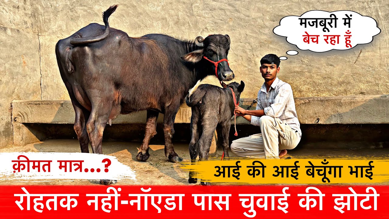 🔴रोहतक नहीं-नॉएडा पास चुवाई की झोटी👉मजबूरी में आई की आई बेचूँगा भाई।MOHIT KUNDU☎️8447680532.