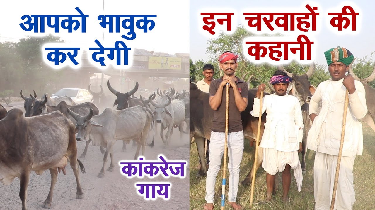 आप को भावुक कर देगी राजस्थान के कांकरेज गाय के चरवाहों की कहानी, Desi cow no shelter no food