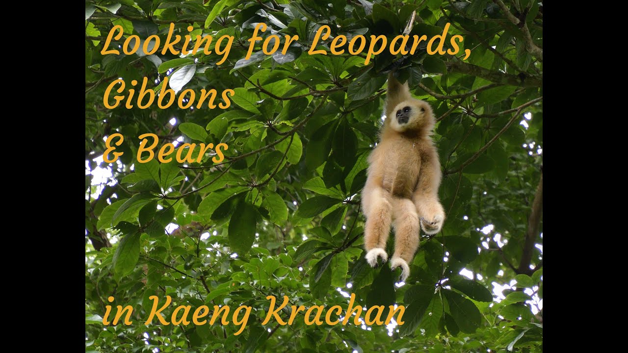 Looking for Leopards, Gibbons and Bears in Kaeng Krachan