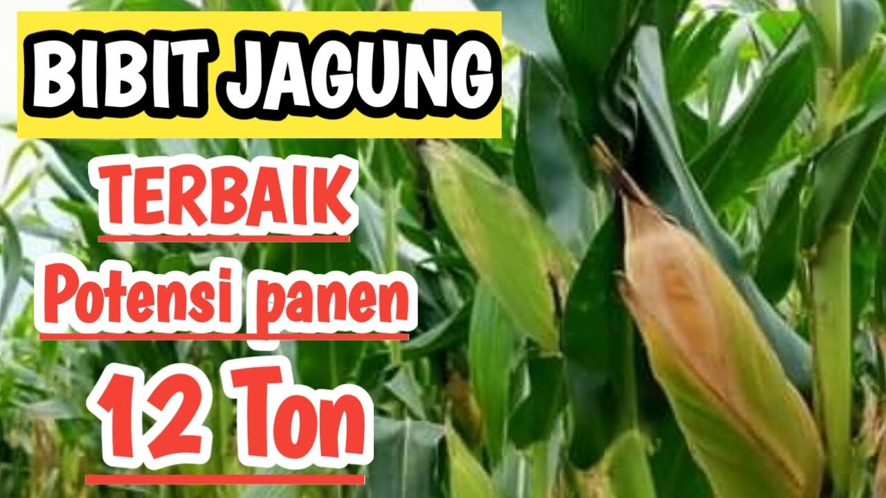 5 Bibit Jagung Terbaik Dengan Potensi Panen 12 Ton perhektar