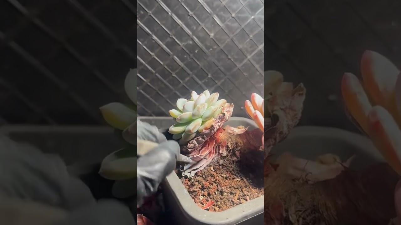 Rare Succulent Collection Tour | Beautiful Indoor Succulent Display Ideas