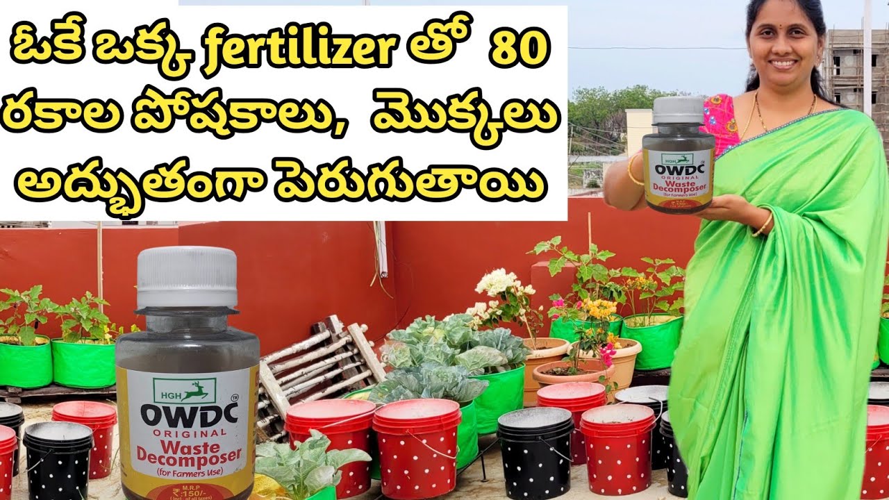 Liquid fertilizer with 80 Bacteria  | Amazing uses of OWDC | preparation, benefits & usage of OWDC