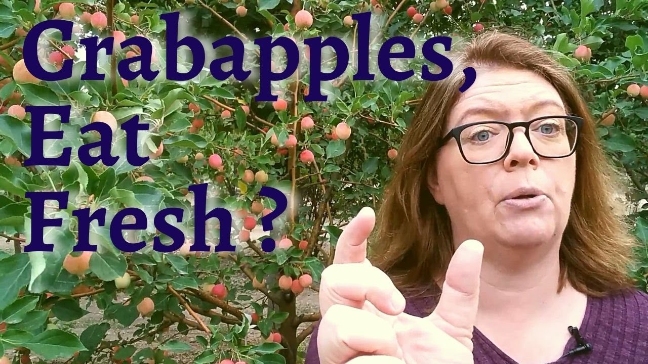 What, the perfect edible apple tree?.......