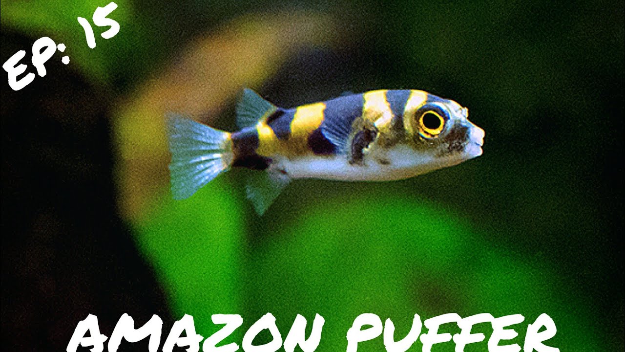 ADVANCED FISH:  Amazon Puffer  | Colomesus asellus |