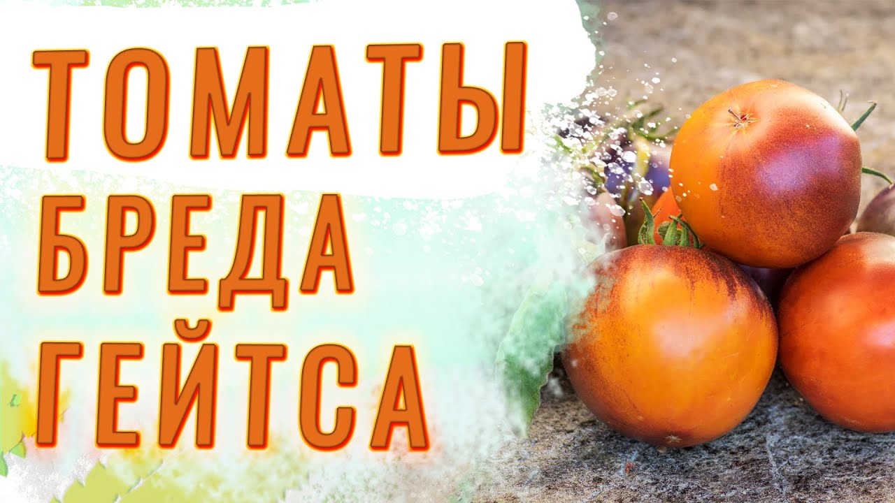 Томаты Бреда Гейтса. ЭТИ ПОМИДОРЫ САЖАЕМ ОДНОЗНАЧНО!