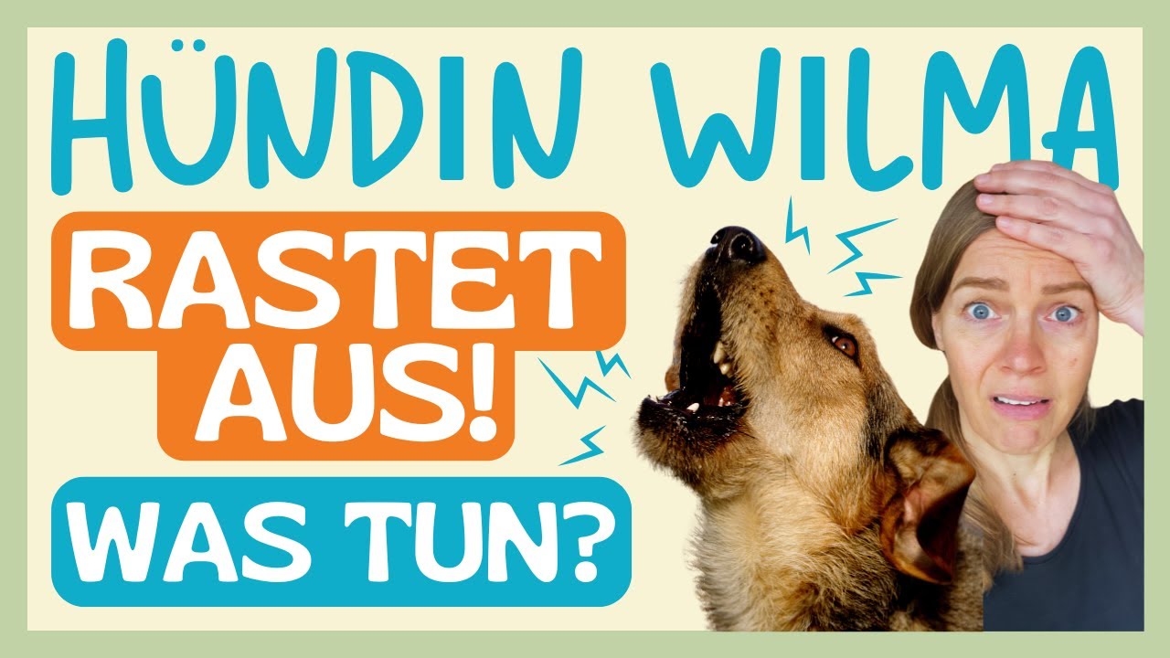 😫 DEIN HUND IGNORIERT DICH UND RASTET AN DER LEINE AUS? So reagierst du FALSCH ❌ und so RICHTIG ✅