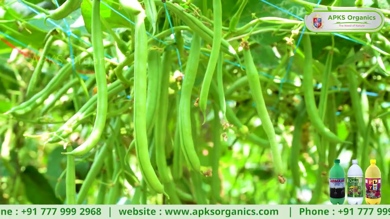 Beans Online Farmer Mr. Manjesh giving feedback about our Products