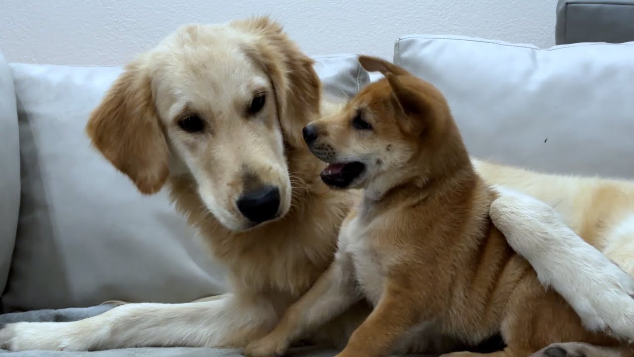 Abandoned Puppy Meets a Golden Retriever for the First Time — Their Reaction Will Melt Your Heart!