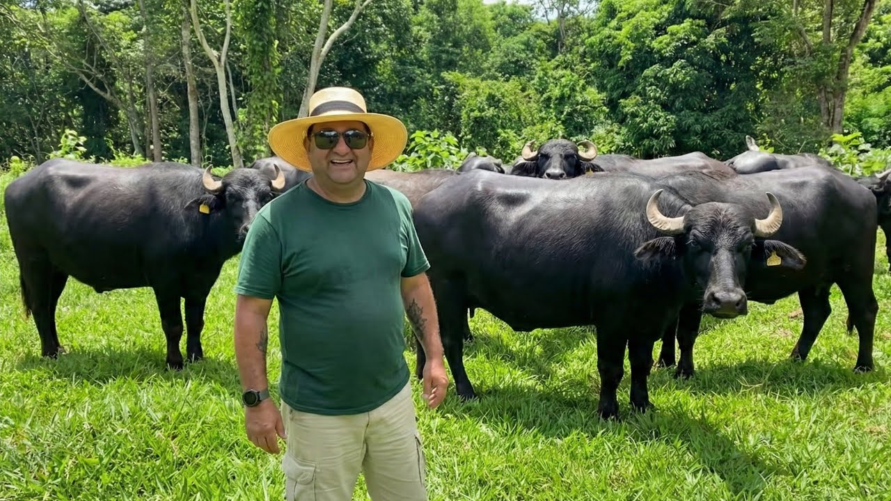 O PARAÍSO DAS BÚFALAS DE LEITE NO INTERIOR DE SÃO PAULO