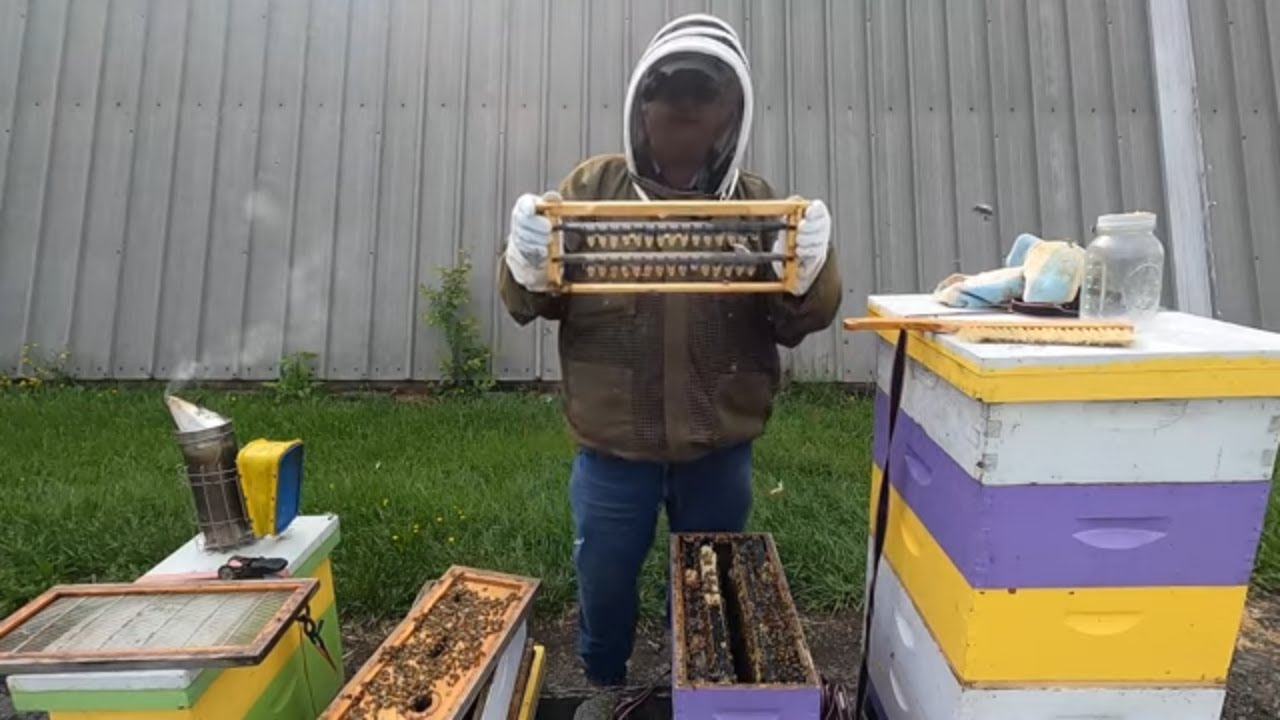 May 2025 Queen less Cell builder. Was I successful making capped queen cells?