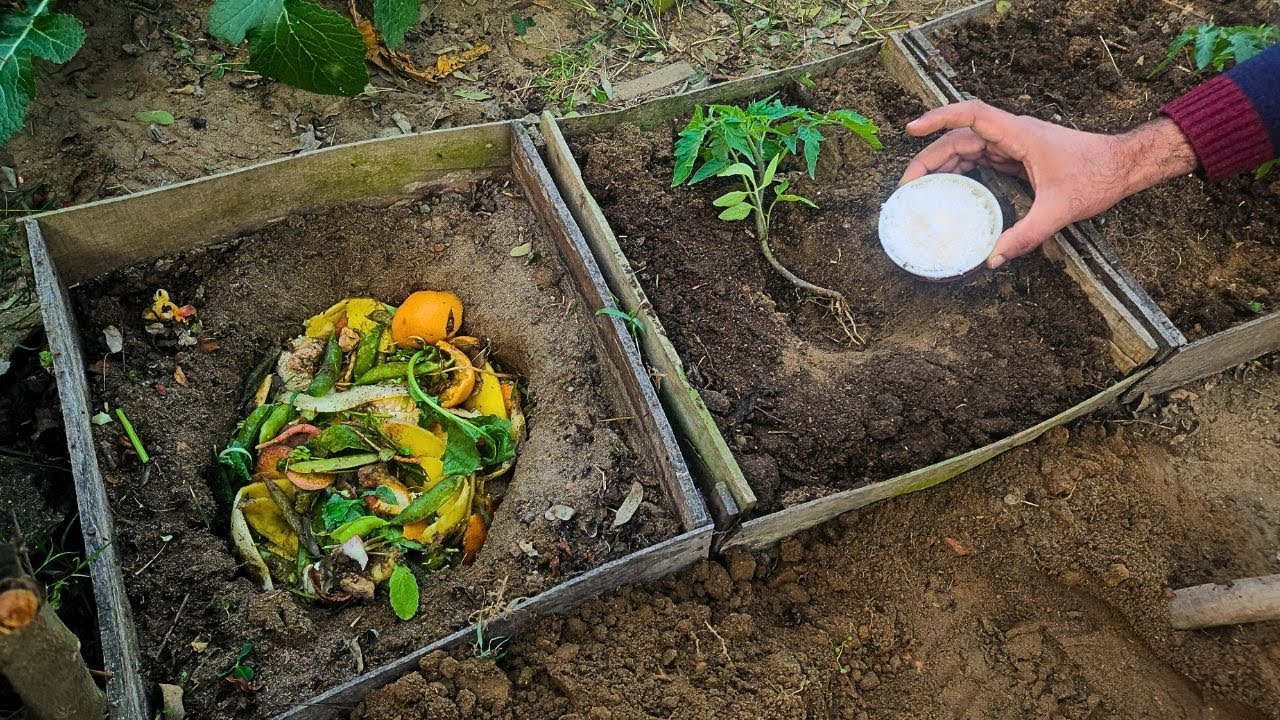 The Most UNUSUAL Way to Grow Tomatoes &ndash; Bigger, Sweeter, and FASTER