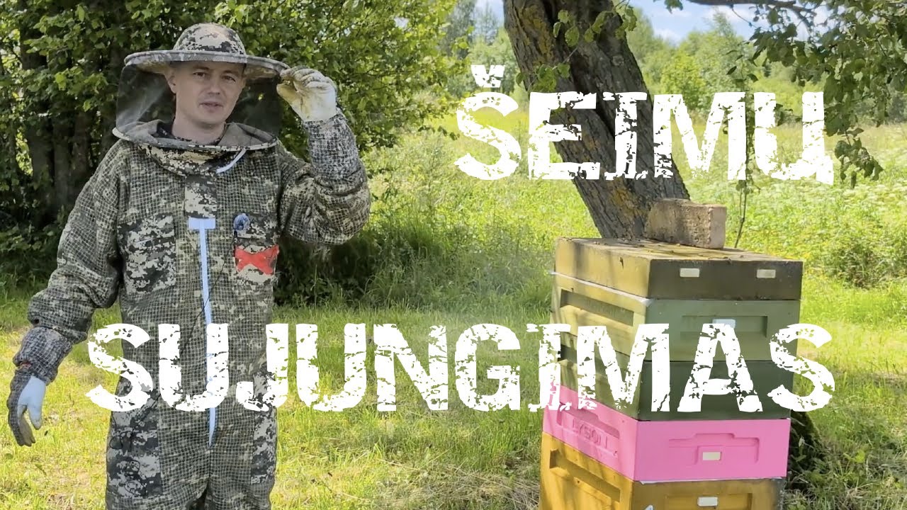 Bičių šeimų sujungimas