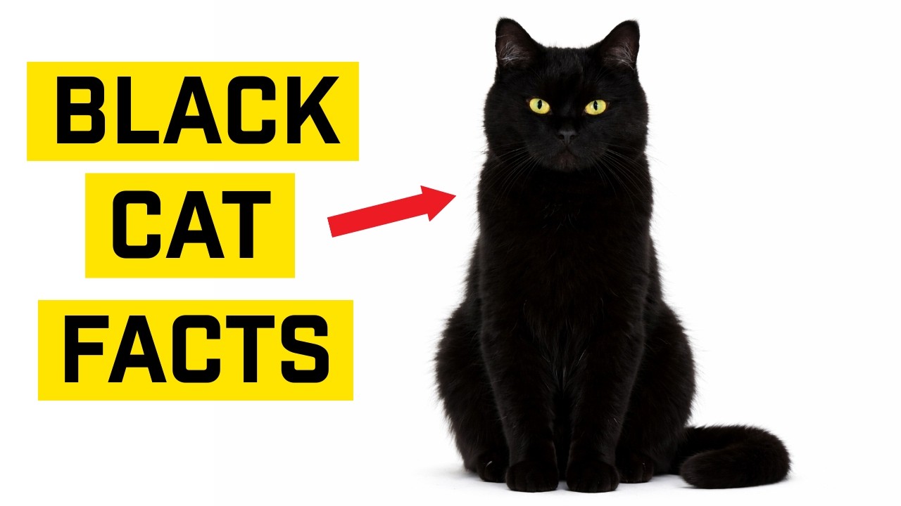 10 Mysterious Facts About Black Cats (I Bet You Don’t Know Them All)