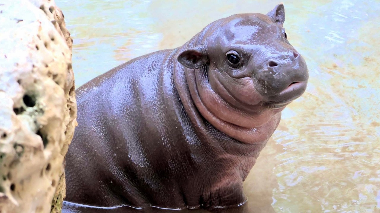Meet Mars—The Tiny Pygmy Hippo Calf Zooming His Way Into Our Hearts!