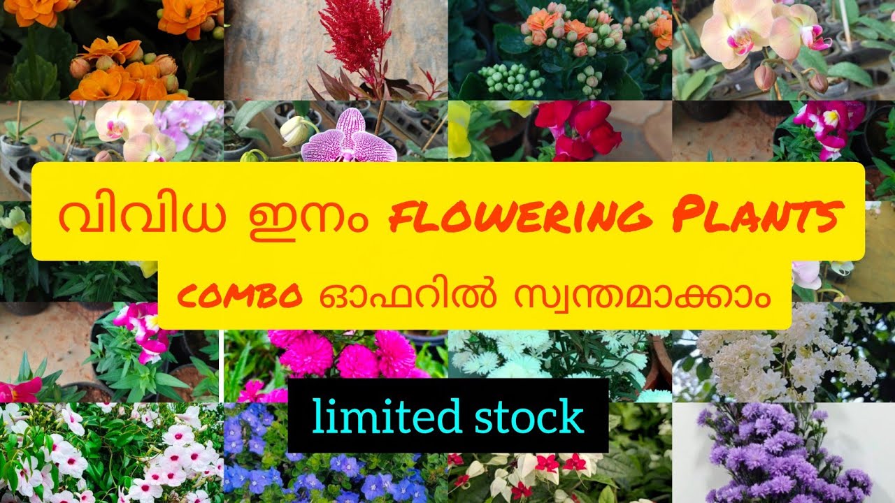വിവിധ variety flowering plantകൾ കോർത്തിണക്കിയ combo offer ഇപ്പോൾ സ്വന്തമാക്കാം#bloomtalesgarden# 