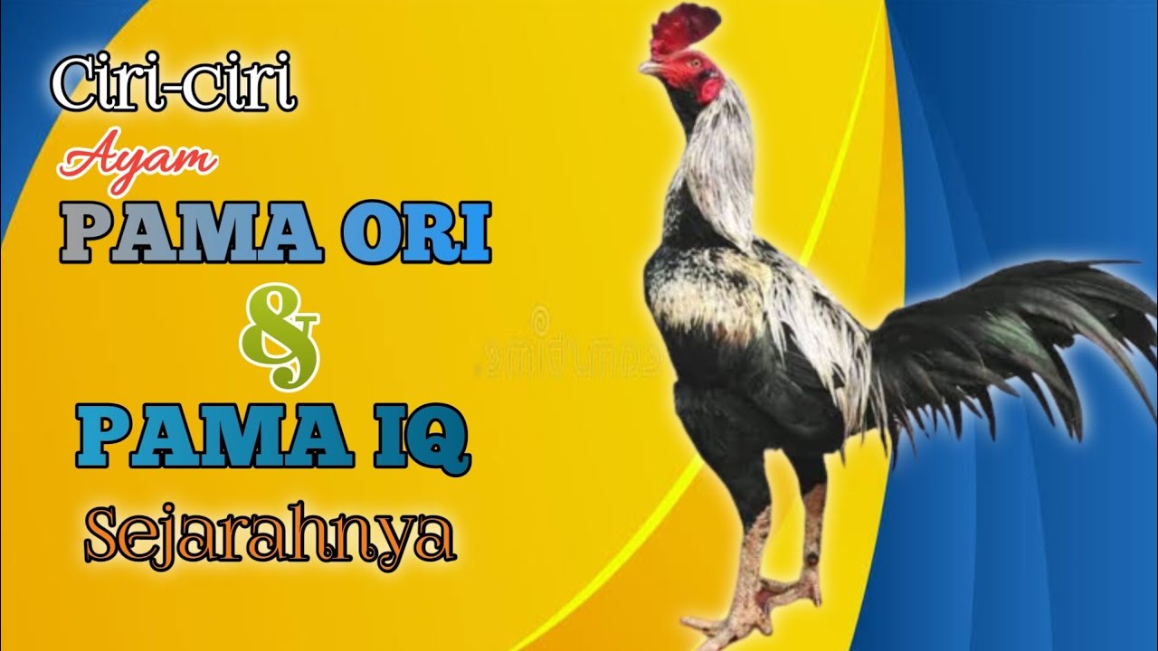 ЭТО ОТЛИЧИЕ ЦЫПЛЕНОК ПАМА ОРИ С ПАМА IQ И ИХ ПРОИСХОЖДЕНИЕ