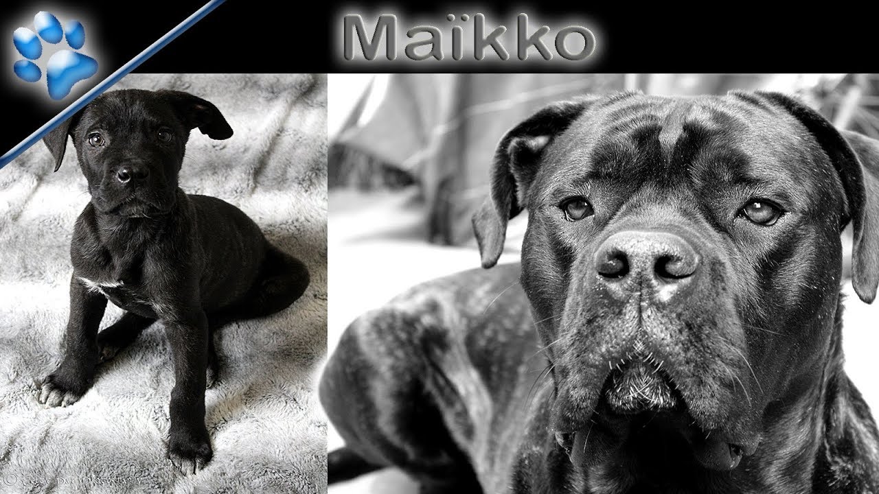 MON CHIEN MAIKKO CANE CORSO 🐶
