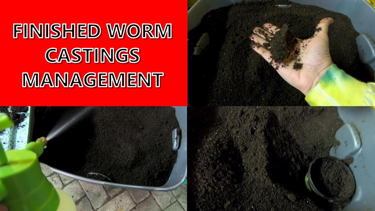 FINISHED WORM CASTINGS MANAGEMENT