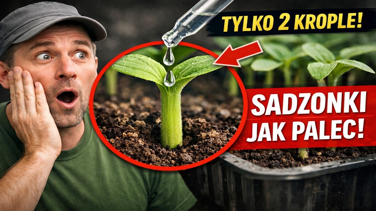 Tylko 2 KROPLE, a Sadzonki będą GRUBE jak PALEC! Sekretny sposób na mocne rozsady.