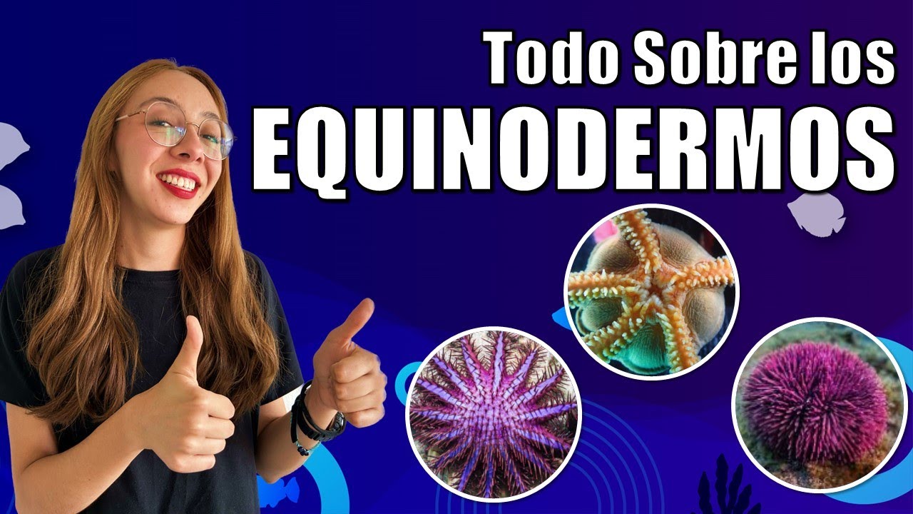 🌊 ¿Qué son los EQUINODERMOS? | Características, clasificación, EJEMPLOS y más