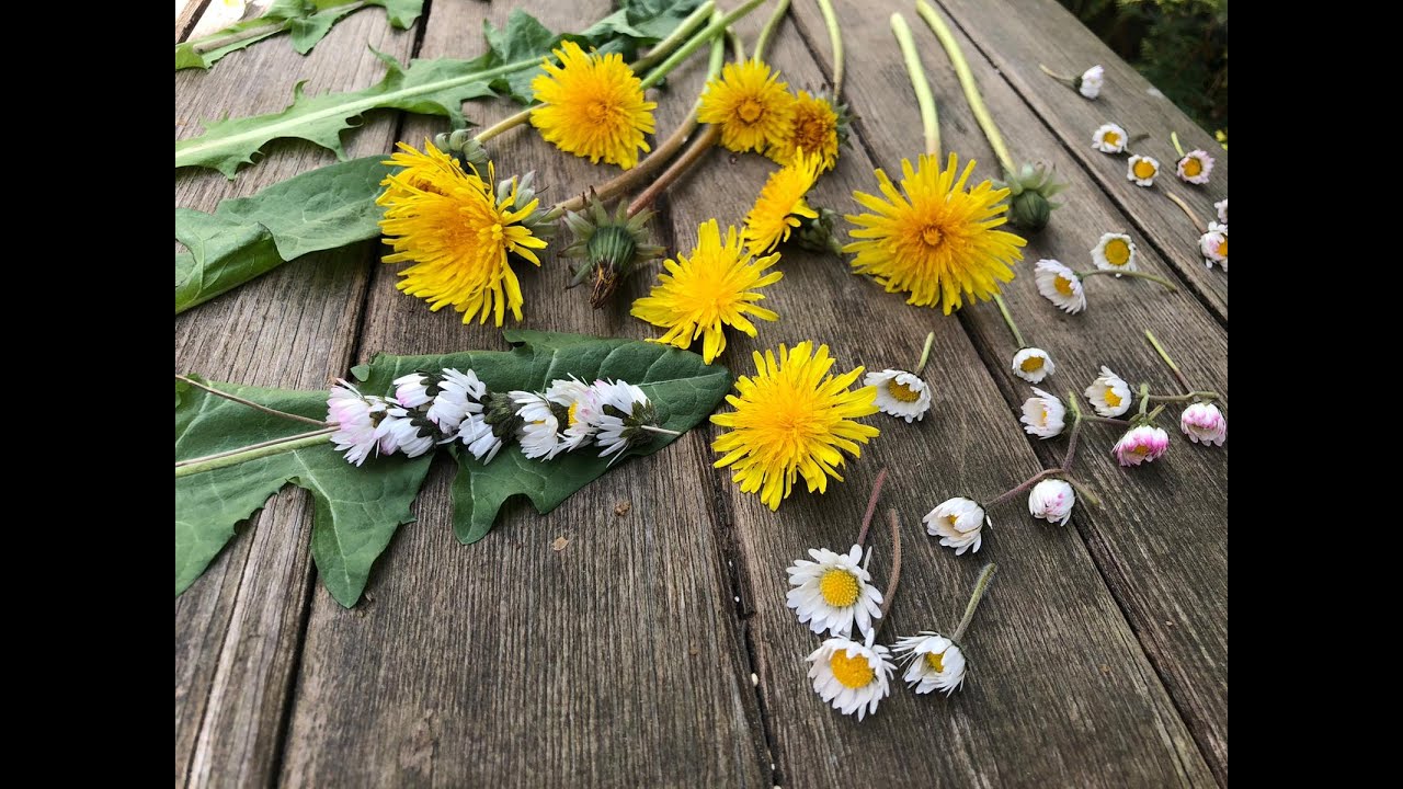 Ideas for kids at home - Dandelions & Daisies
