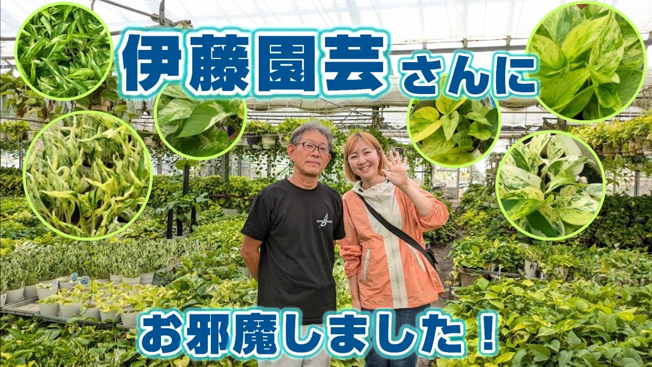 【生産者さん大公開】伊藤園芸さんにお邪魔しました！