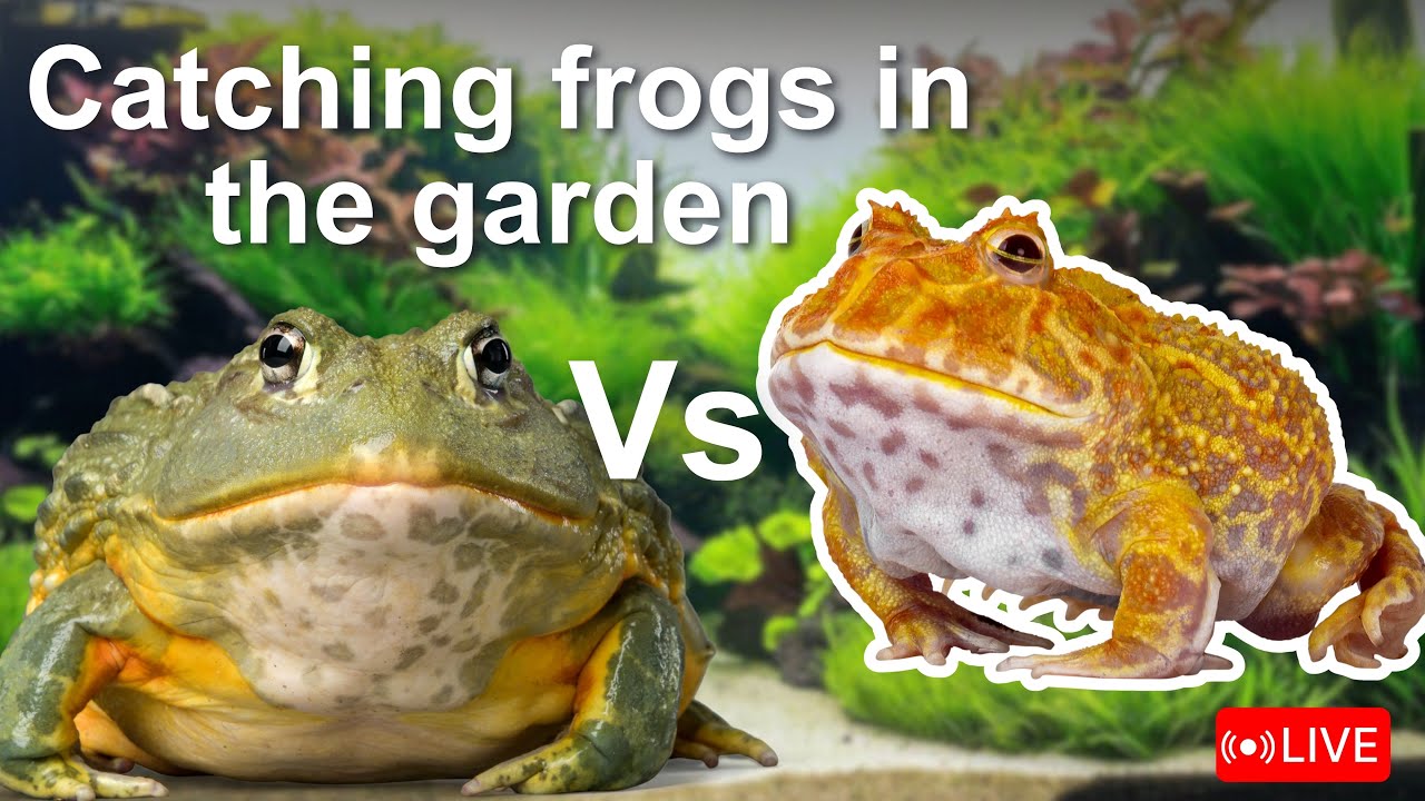 Catching big bull frogs funny I Catch frog jumping in the garden for fun | funny frogs