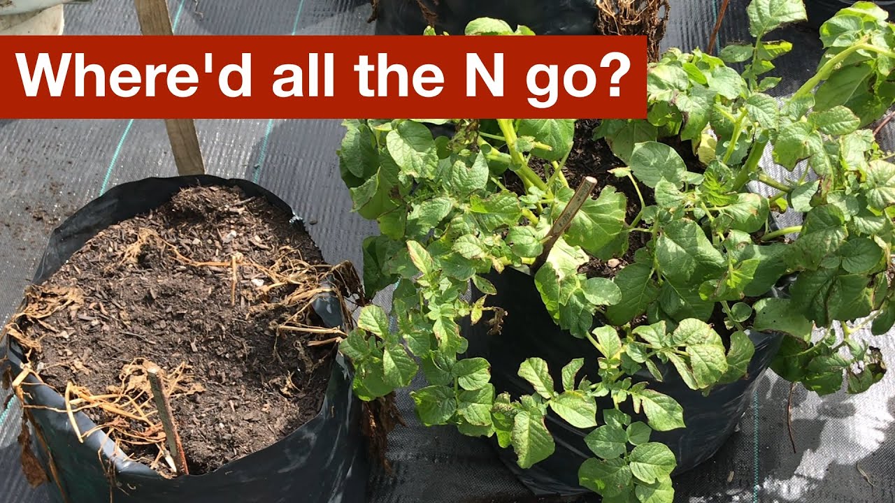 Where did all the Nitrogen go? – Part 2 of the Potato Grow Bag Trials