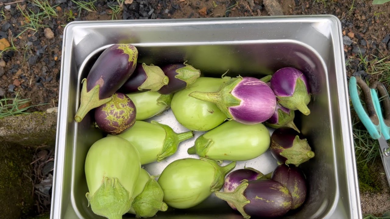it's all about the eggplant....... .harvesting, cooking and eating😋