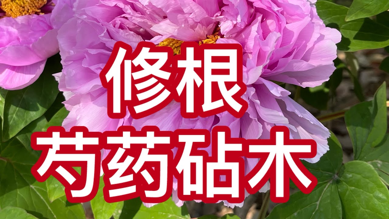 青石话牡丹芍药 以芍药为砧木的裸根修剪思路及实体操作 Bare-root tree peony pruning (peony-rootstock)