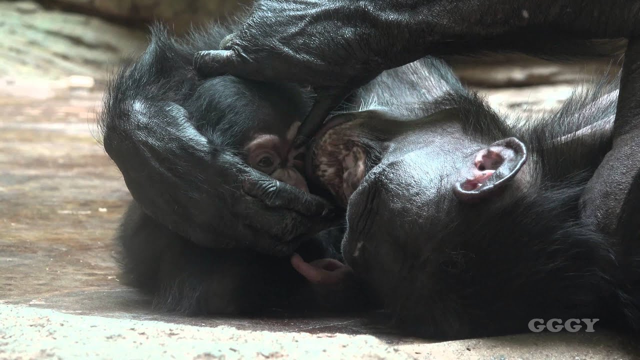 아기 침팬지 ( Baby Chimp )