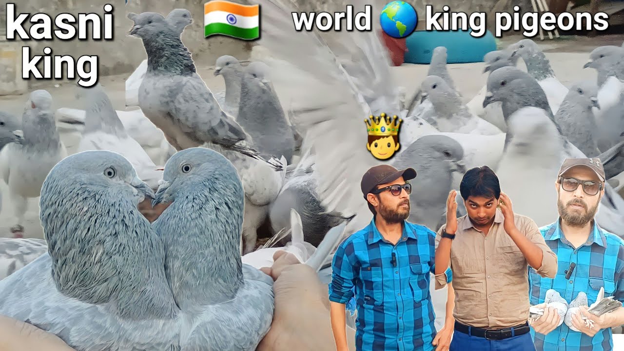 Syad tarik kasni king 🤴 world popular pigeons kasni kabootar | kyarish kadri pigeon