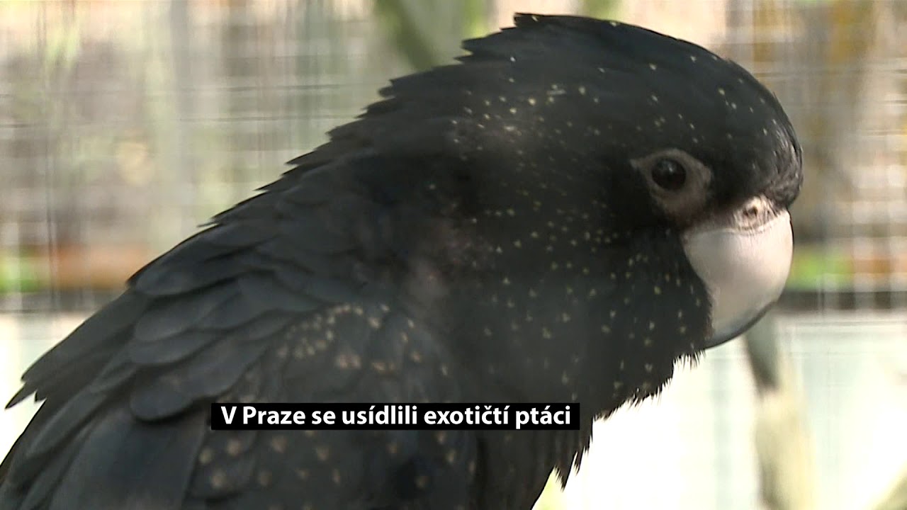 V Praze se usídlili exotičtí ptáci
