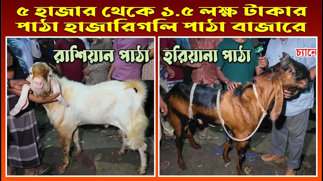 হাজারী গলি পাঠা বাজার | Patha Bazar | Hajari Goli | Chagol Bazar |CTG| Krishi Vlog | Channel Krishi