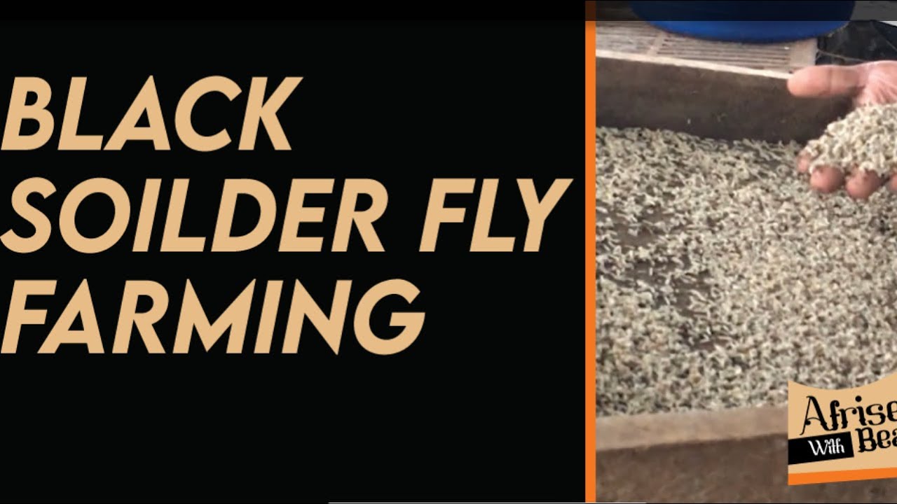 black fly farming at Dr Naluyima’s Farm