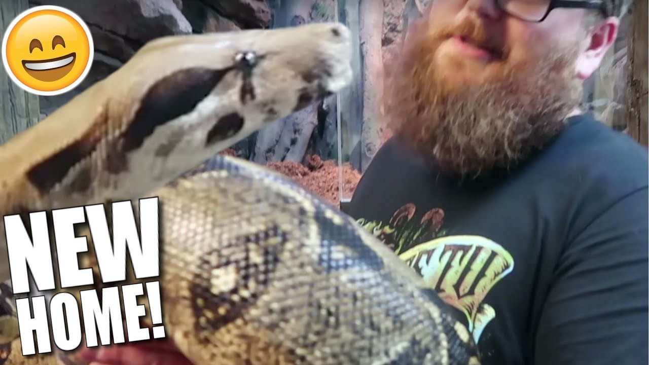 HUGE BOA GETS BIG CAGE AT MY REPTILE ZOO!!! | BRIAN BARCZYK