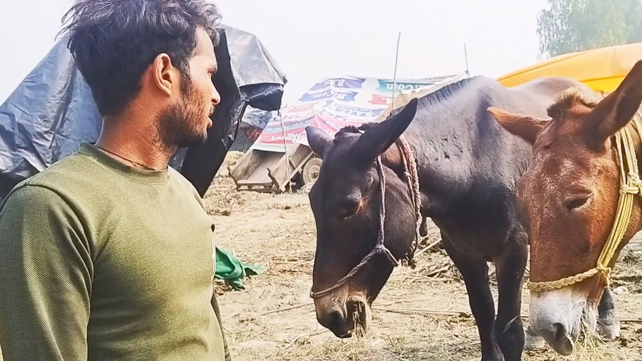 गढ़ गंगा मेले 2024 ये नहीं देखा तो क्या देखा |पुष्कर मेले घोड़ियाँ क़ीमत ल 1 लाख #Pushkar Mela2024