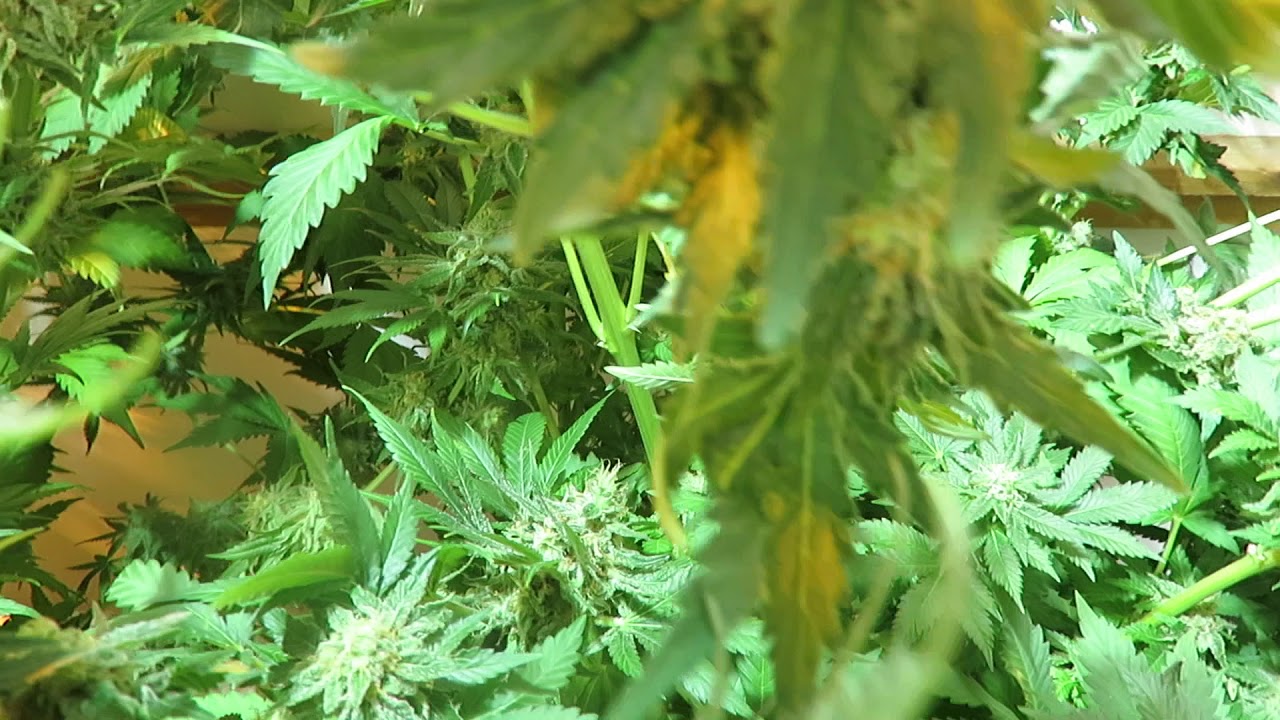 RDWC Sweet afghan delicious S1 by sweet seeds @9 weeks dense buds.